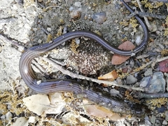 Chalcides striatus