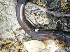 Chalcides striatus