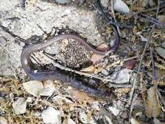 Chalcides striatus