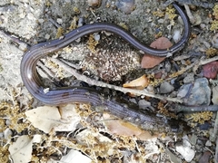 Chalcides striatus