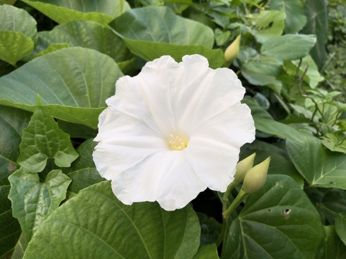 merremia (Merremia peltata)