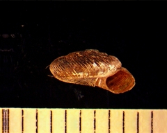 Discus whitneyi