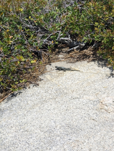 iNaturalist observation photo of Western Fence Lizard