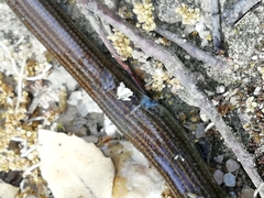 Chalcides striatus