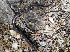 Chalcides striatus