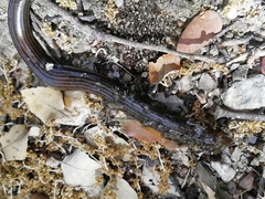 Chalcides striatus