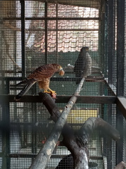 Falco moluccensis