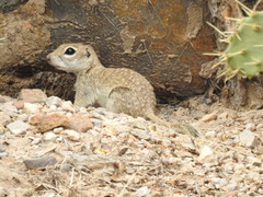 Spotted Ground Squirrel photo 2