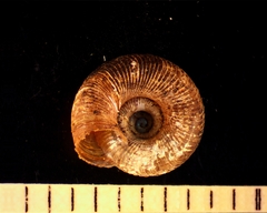 Discus whitneyi