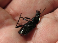 Pterostichus niger