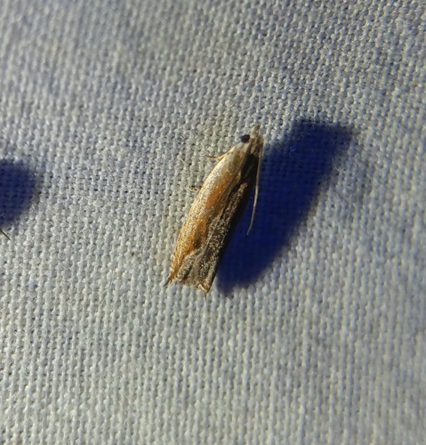 Ancylis diminuatana photo 4
