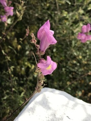 Antirrhinum majus