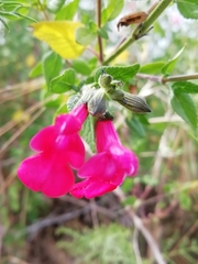 Salvia microphylla