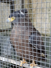 Falco moluccensis
