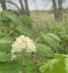 Actaea rubra