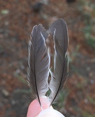 Curruca ruppeli