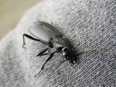 Pterostichus niger