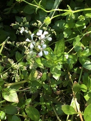 Iodanthus pinnatifidus