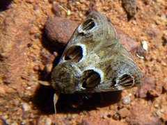 Pygmaeomorpha ocularis