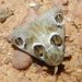 Pygmaeomorpha ocularis - Photo (c) simono, some rights reserved (CC BY-NC), uploaded by simono