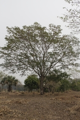 Pseudosamanea guachapele