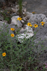 Wedelia acapulcensis