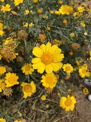 Glebionis coronaria