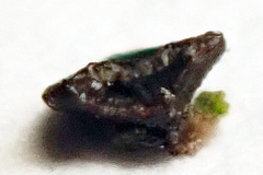 Bacidia schweinitzii