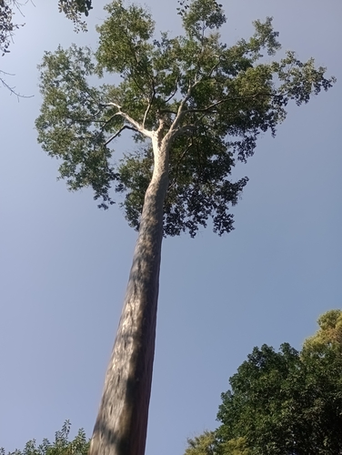 Foto de Vassourão