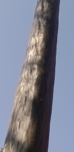 Foto de Vassourão