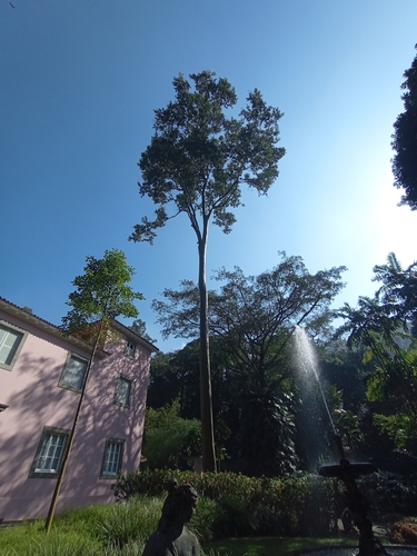 Foto de Vassourão