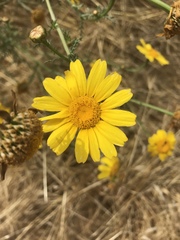 Glebionis coronaria