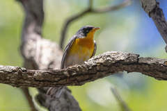 Setophaga americana × pitiayumi