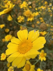 Glebionis coronaria
