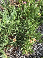 Carpobrotus chilensis