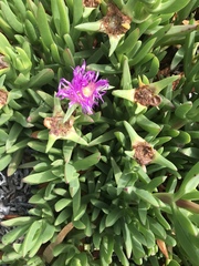 Carpobrotus chilensis