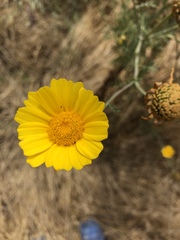 Glebionis coronaria