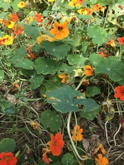 Tropaeolum majus