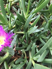 Carpobrotus chilensis