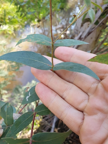 Image of Eucalyptus viminalis by (c) maxark, some rights reserved (CC BY)