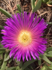 Carpobrotus chilensis