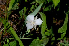 Calochortus minimus
