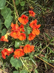 Tropaeolum majus
