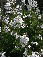 Hesperis