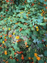 Tropaeolum majus