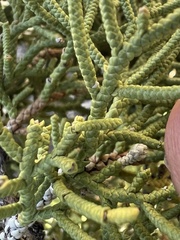 Juniperus osteosperma