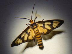 Amata pactolina