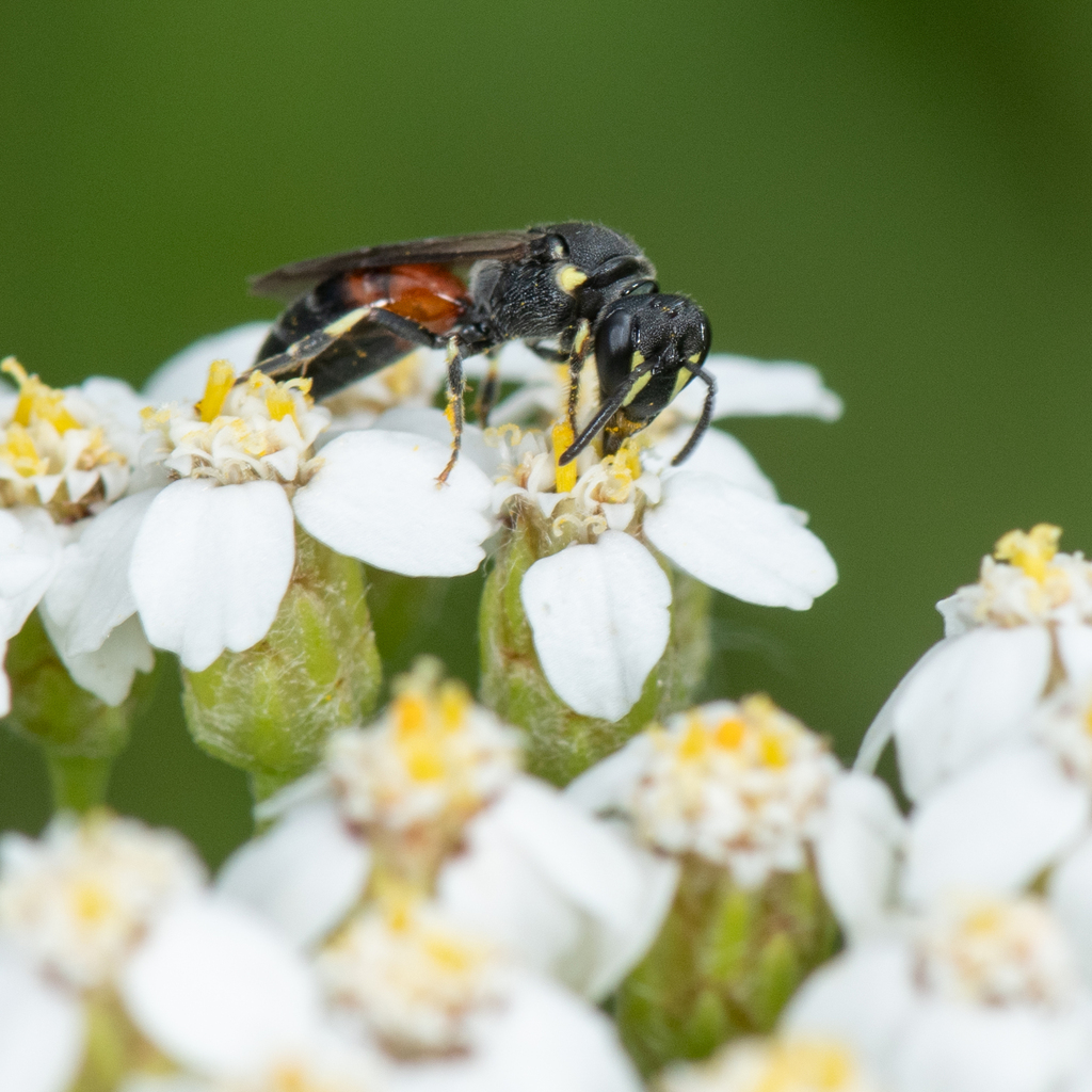 Nelumbo Masked Bee