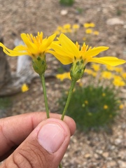 Stenotus armerioides