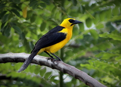 Oriole Blackbird photo 2